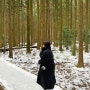 겨울 제주 서귀포 뚜벅이 추천, '사려니숲길'. 눈 내린 직후, 붉은오름 근처 예쁜 곳.