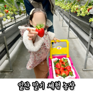 서울 근교 딸기따기체험 일산 꽃보다딸기 재방문후기(준비물)