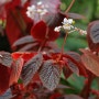 매력적인 잎과 흰색 꽃이 피는 베고니아 베이크 (Begonia Baik)