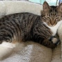 고양이 장난감 추천 고양이 자동장난감 냥템점 위키드마우스 리뷰