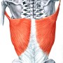 요추통증에 관련 된 근육 : 등배근육 (광배근, 척추기립근)과 장요근