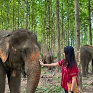 태국 치앙마이 여행 코끼리 보호소 (클룩 에코 파크 투어)