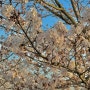 경주 벚꽃 개화 실시간 상황, 그리고 날씨