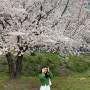 밀양 벚꽃 명소 추천 삼문수변공원 대구근교 벚꽃 드라이브 코스