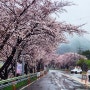 섬진강 벚꽃과 화개장터 - 섬진강 벚꽃 여행1