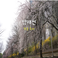 [서울 여행] 양재천 - 벚꽃 개나리 산책