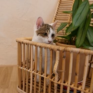 고양이가 함께하는 예쁜 구례 한옥 커피숍 <카페 안음>