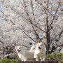 2024년 4월1일 용두공원 강아지공원 벚꽃 개화상황