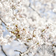 서울 가볼만한곳 석촌호수 벚꽃 개화상황