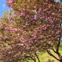 경남 겹벚꽃 명소 창원 늘푸른전당 4월 가볼만한곳