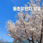 대구 벚꽃 실시간 동촌유원지 만개 너무 이뻐요