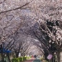 부산 삼락공원 벚꽃 개화상태(2024.03.30 기준)