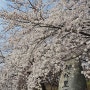 (사천 여행) 삼천포 사천 선진리성 벚꽃구경 봄나들이 봄여행지 추천