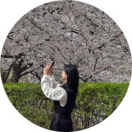 대구 이월드 벚꽃축제 실시간 개화 만개 + 조용한 벚꽃길 명소