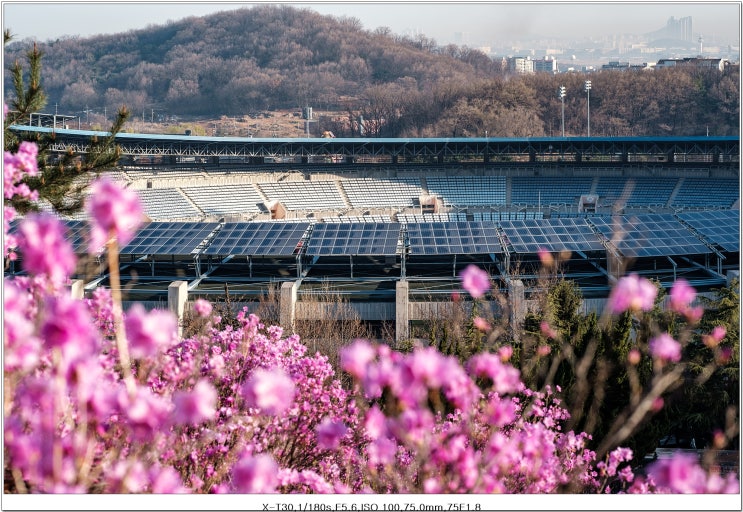 [3월,4월 출사지] 부천 원미산 진달래 축제