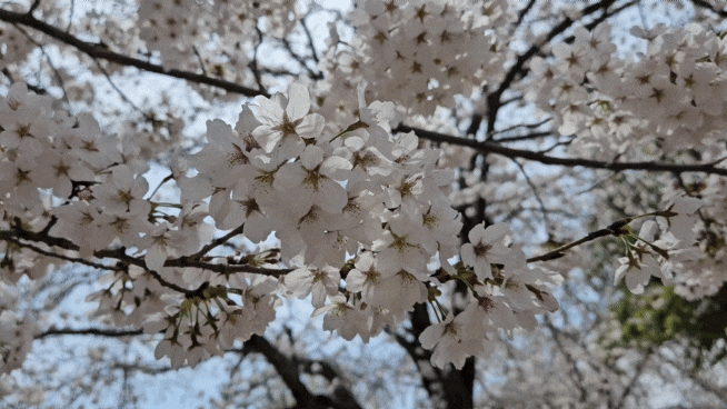 창원대학교 호수 청운지 벚꽃 축제 가족 나들이