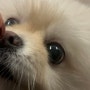 강아지 눈물자국 관리법 퍼센트퍼센트 강아지 눈영양제