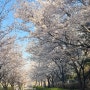 오늘 (2024.04.01) 장지역 벚꽃길 벚꽃개화 + 2024.04.04 오전 장지 벚꽃 추가