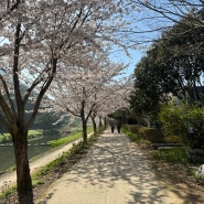 거제 벚꽃 독봉산웰빙공원 고현천 봄꽃 구경