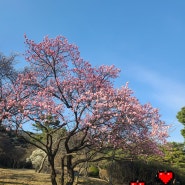아산가볼만한곳 현충사 개화현황 진달래 개나리 목련 매화 벚꽃 산수유