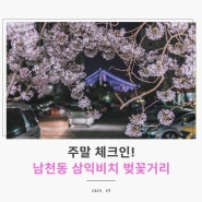부산 벚꽃 명소 드디어 만개한 남천동 삼익비치 벚꽃거리 주말 체크인!