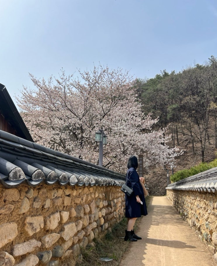 [대구동구가볼만한곳] 24.03.31 옻골마을 벚꽃 (경주 최씨...