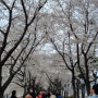 동촌 유원지 벚꽃