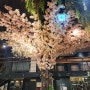 서울 한강 강변에 초대형 벚꽃나무에 벚꽃이 품성하게 만개 만발