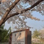 (실시간) 대구 아양교 동촌유원지 벚꽃 24.03.31 기준