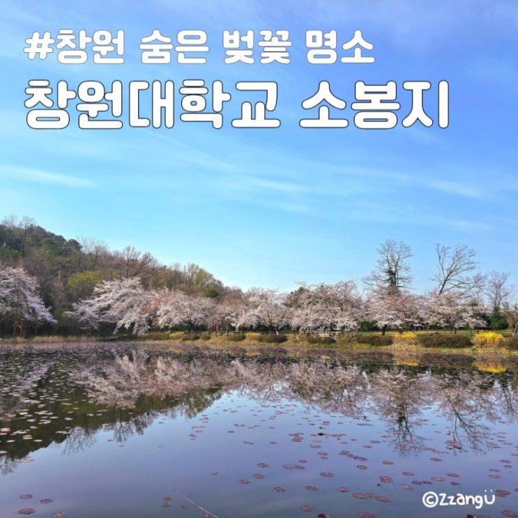 창원 숨은 벚꽃 명소 창원대 소봉지 아이랑 나들이 주차 요금 정보