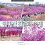부천 가볼만한곳 부천 여행 코스 부천 원미산 진달래 축제
