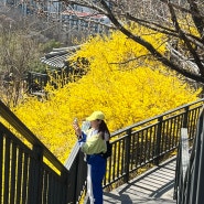 안산 자락길~인왕산 등산코스(서울 등산 개나리 군락지)