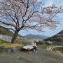 남해 벚꽃 유채꽃 명소 노량공원과 남해대교 핫플