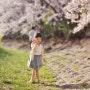 울산 벚꽃 명소 추천 :: 아이와 걷기 좋은 여천천 벚꽃 개화 상황 (4월 1일 기준)