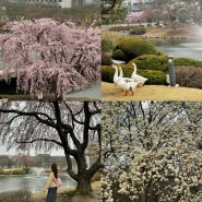 대전 벚꽃 명소 카이스트 벚꽃시기 2024 개화현황