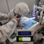 호주 시드니로 가는 동물검역 절차를 진행중인 비숑프리제 보니 : 강아지 고양이 호주 이민 방법