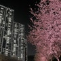 [밤 벚꽃] 밤에도 너무 예쁜 부산 실시간 벚꽃길 ✿∘˚˳°∘°