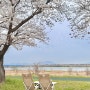 경남/밀양 벚꽃명소 하남체육공원 주차정보 실시간 개화상황