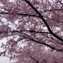 2024년 제2회 벚꽃과 함께하는 청주 푸드트럭 축제
