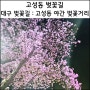 대구 벚꽃길 고성동 벚꽃길 고성동 야간 벚꽃거리