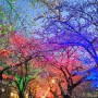 2024 울산 작천정 벚꽃축제 ㅡ 벚꽃 명소 가볼만한곳 솔직 후기