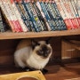 홍대 인도커리 맛집 아마 홍대점 / 고양이가 있는 만화카페 카페데코믹스