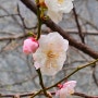 4월의 노래 ·안성란 시인ㅣ4월의 꽃과 하현달 (24년 3월 31일의 달 ) ㅣ행복한 4월 되세요