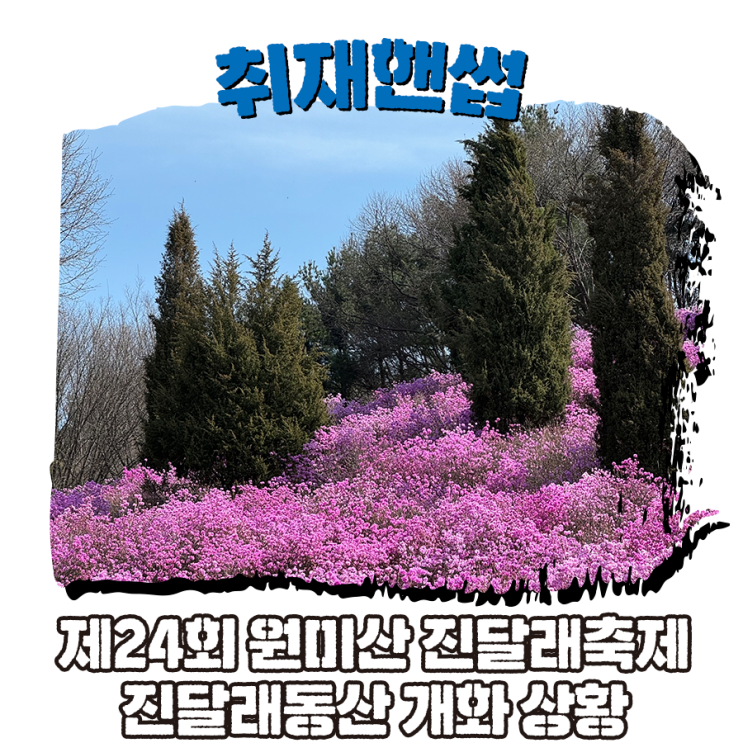 부천 원미산 진달래축제 다녀왔어요~! 원미산 진달래동산 개화...