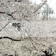 하동) 3월31일 개화상황 '십리벚꽃길' 드라이브