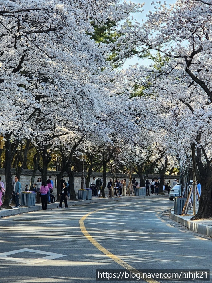 { 경주 첨성대 / 대릉원 } 벚꽃 개화 현황 (24.4.1.)