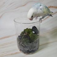 이끼 테라리움 만들기 키트 집에서 간단하게 만들 수 있는 공기정화식물 키우기(feat. 숲의 조각)