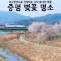 4월 충청도 가볼만한곳 증평 벚꽃 명소 여행 청주 근교 봄 나들이