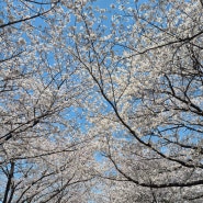 4월 1일 - 삼락 공원 벚꽃 만개