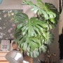 우리 집 몬스테라는 5살 물 주기 공중 뿌리 관리 팁을 알아보자 키우기 쉬운 식물